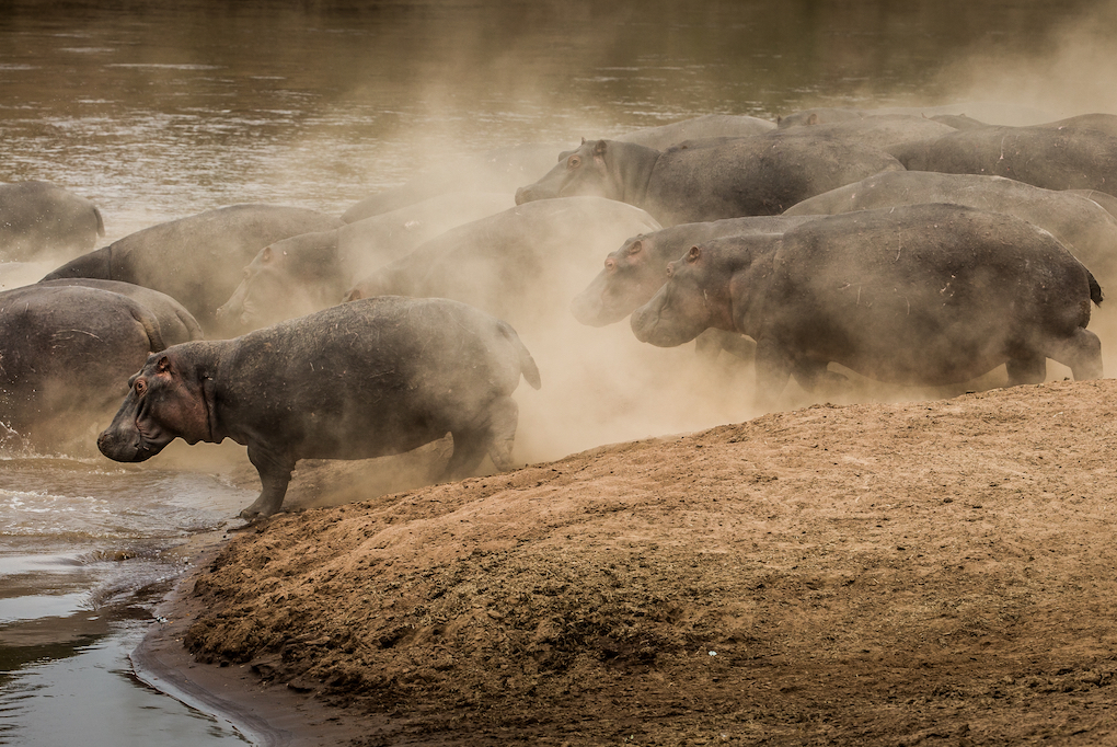 FOLLOW THE HERDS