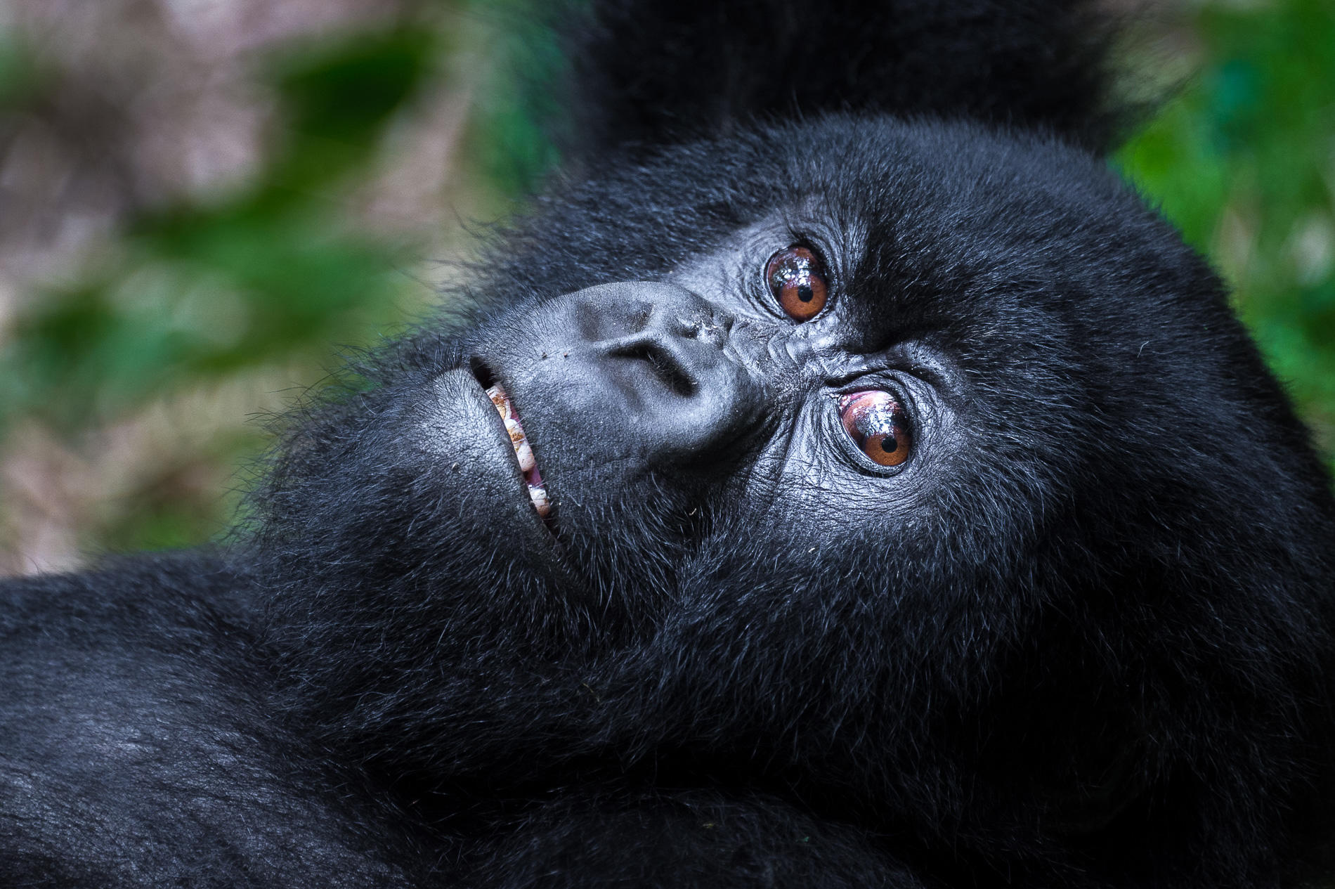 Gorillas And Game