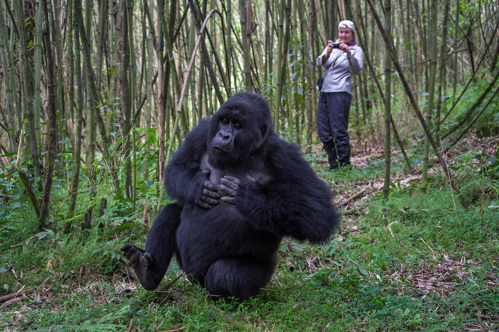 GORILLAS AND GAME