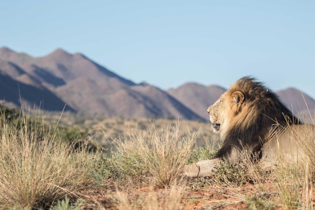 KALAHARI AND CAPE TOWN