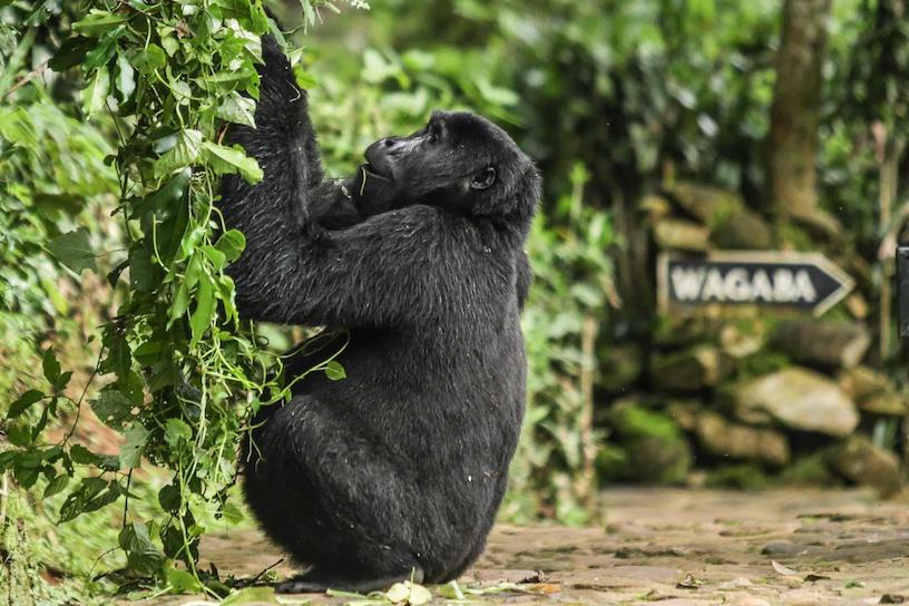 FOCUS ON GORILLAS