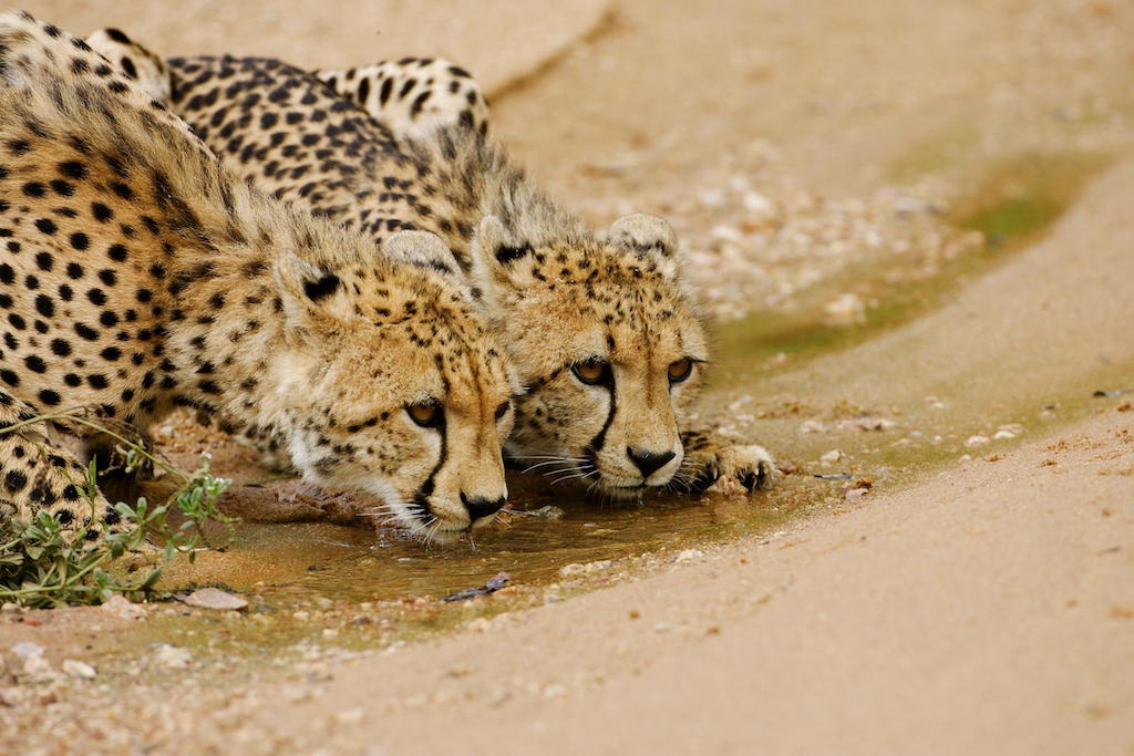 SOUTH AFRICAN VILLA VACATION