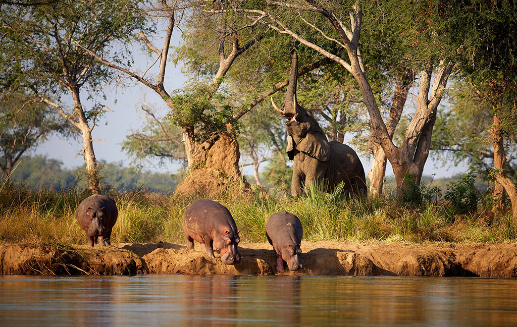 CHONGWE CAMP