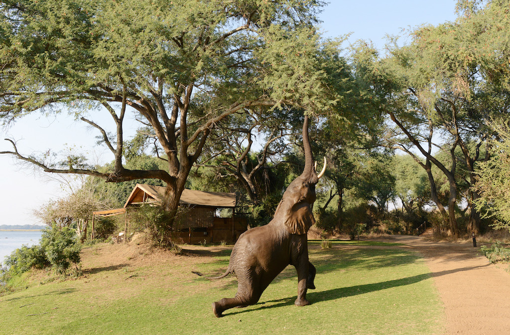 WILDLIFE ON THE WATERSIDE