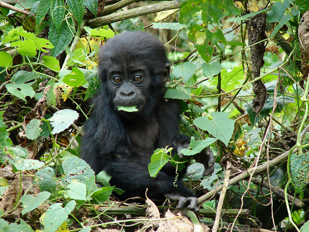 CLOUDS MOUNTAIN GORILLA LODGE