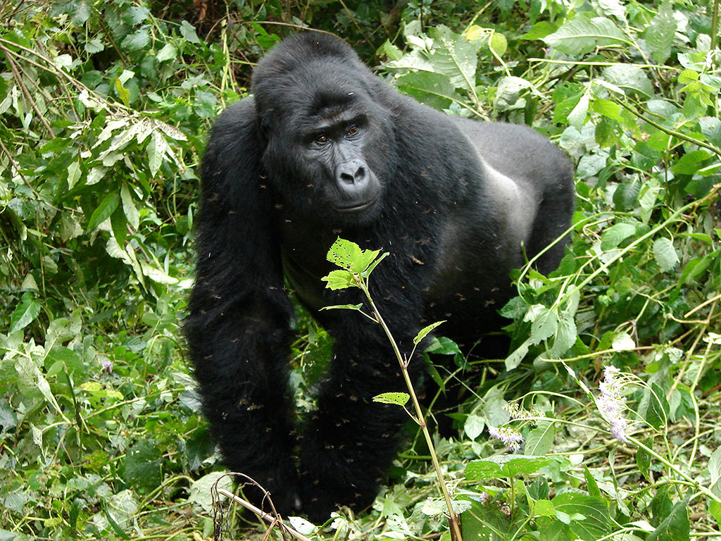 CLOUDS MOUNTAIN GORILLA LODGE