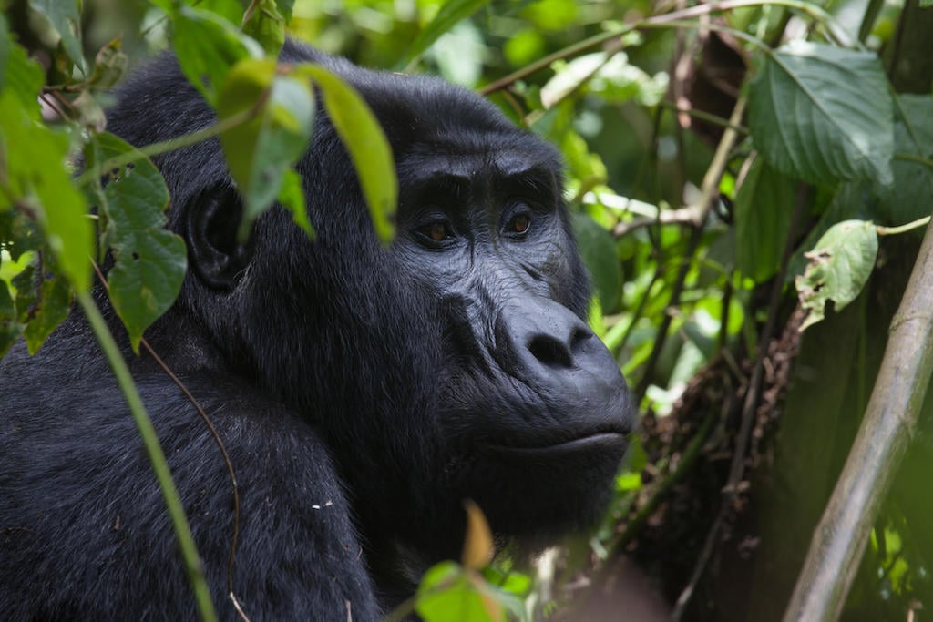 GORILLAS AND CHIMPANZEES