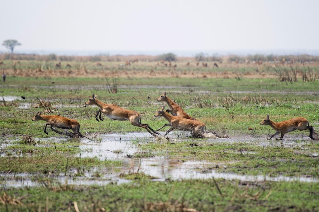 TRULY WILD ZAMBIA