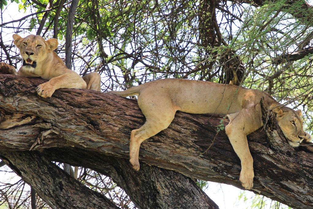 OFFBEAT KENYA
