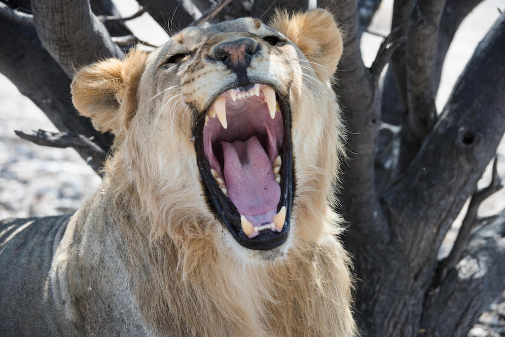 NAMIBIA HIGHLIGHTS