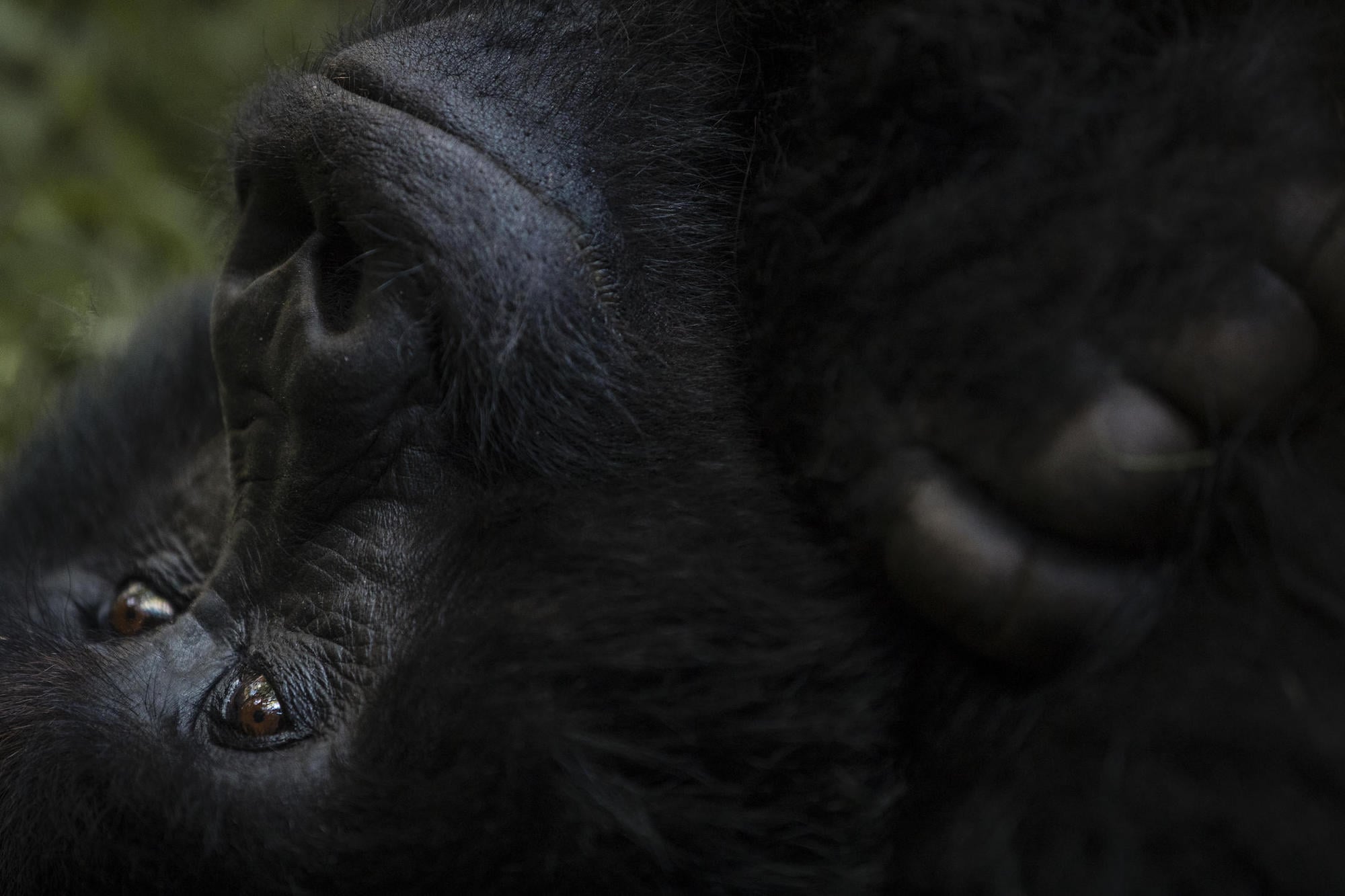 Focus On Gorillas