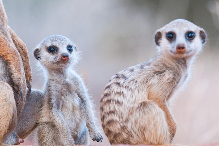 KALAHARI AND CAPE TOWN