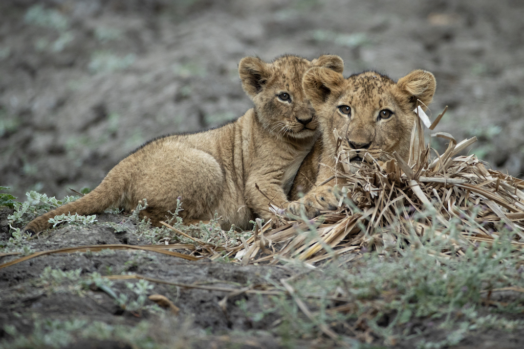 MAGNIFICENT ZAMBIA