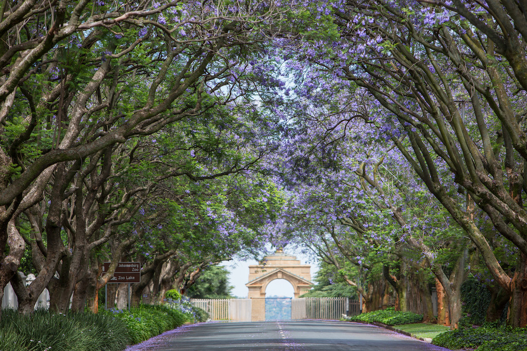 CLASSIC SOUTH AFRICA