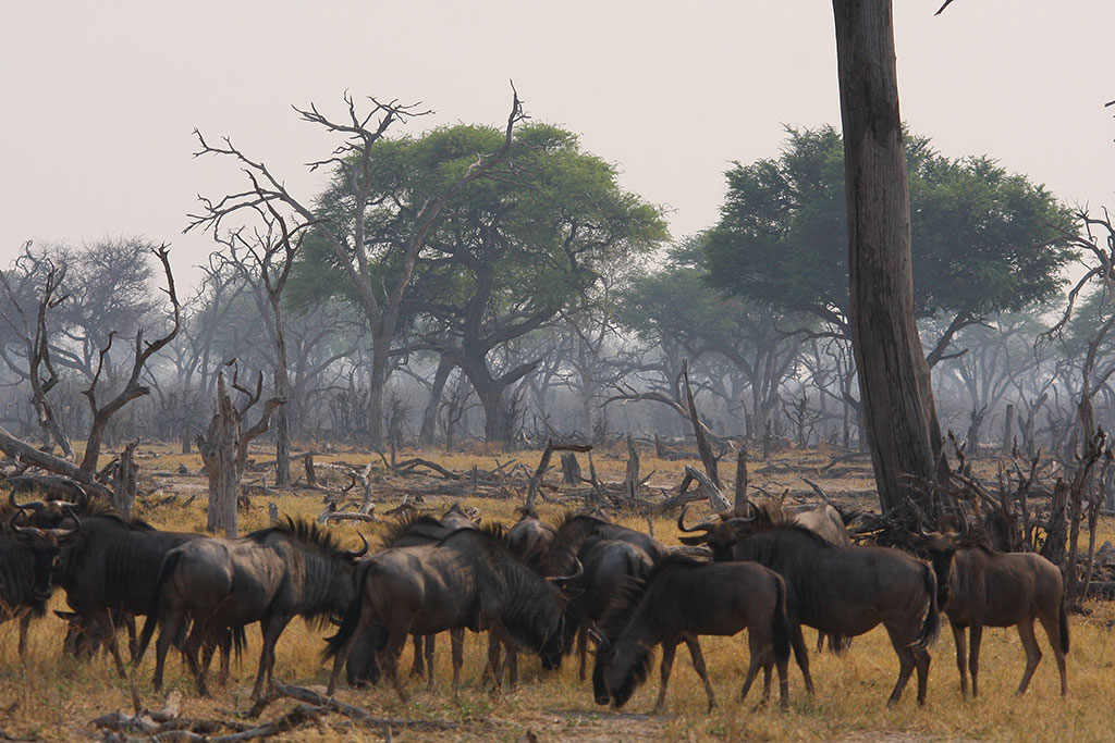 SANGO SAFARI CAMP