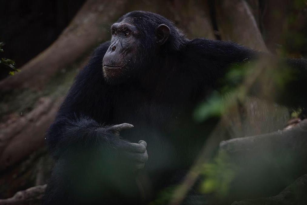 READ MORE ABOUT KYAMBURA GORGE LODGE