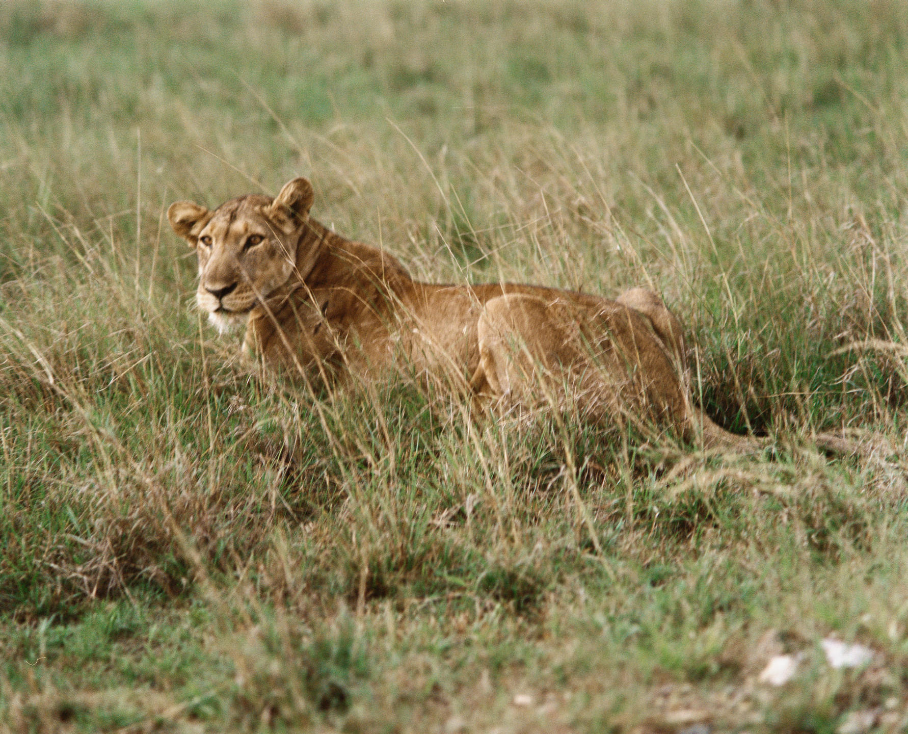 KYAMBURA GORGE LODGE