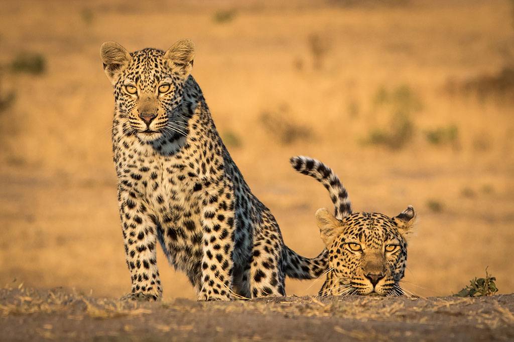 SAVANNA LODGE