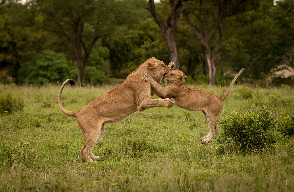 SAVANNA LODGE
