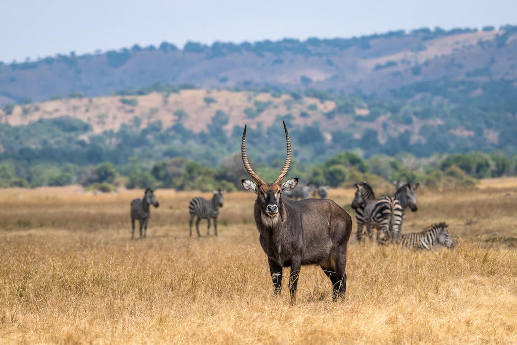 BEST OF RWANDA