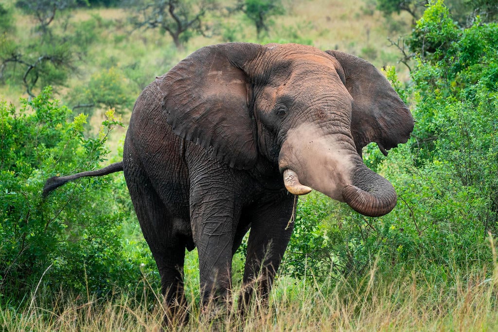 BEST OF RWANDA
