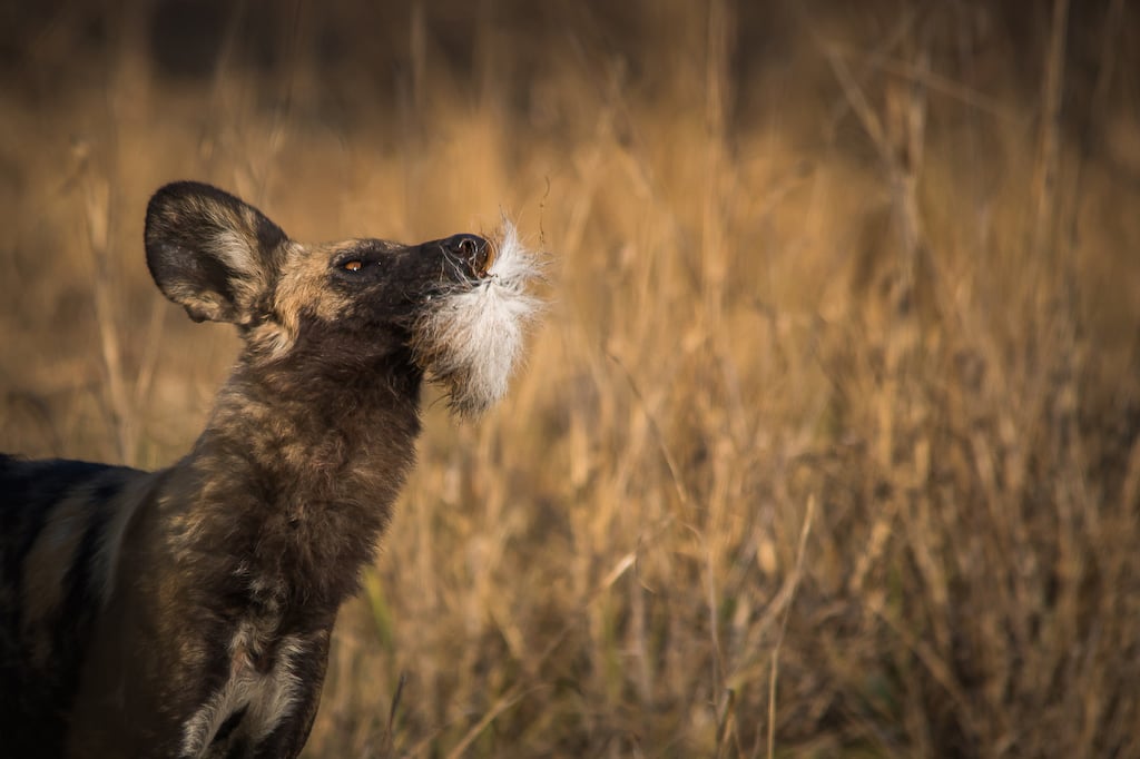 TRULY WILD ZAMBIA