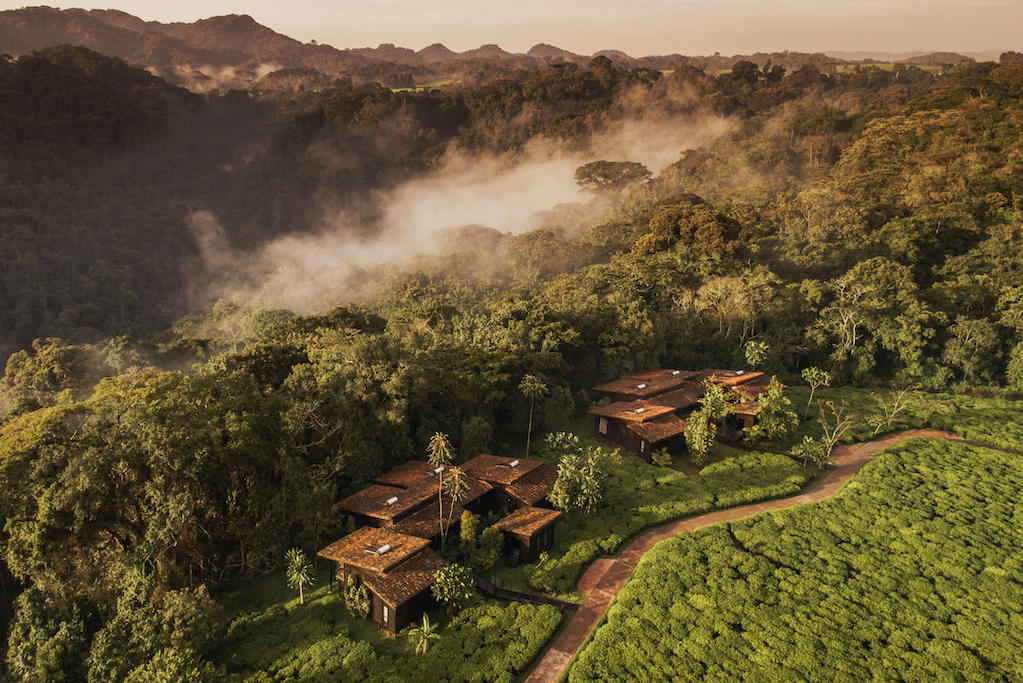 READ MORE ABOUT NYUNGWE HOUSE