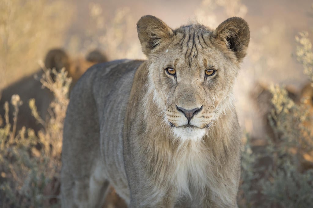 BEST OF ETOSHA