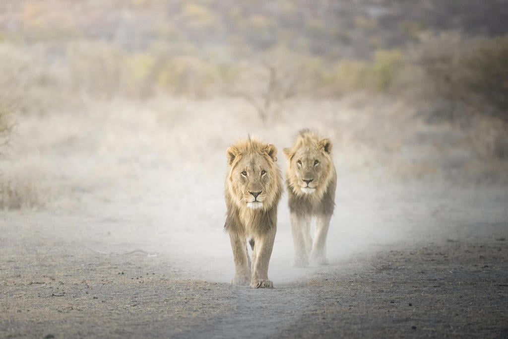 BEST OF ETOSHA