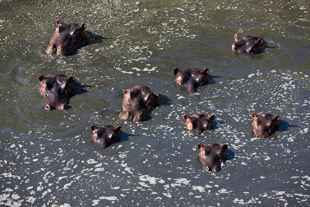 MARA MIGRATION