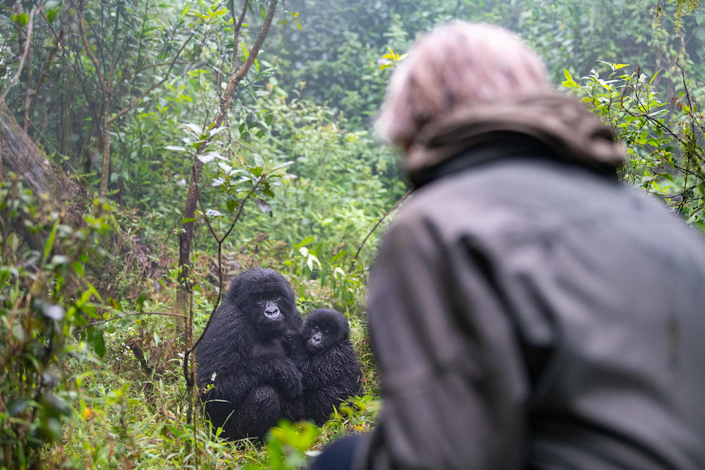SILVERBACKS IN STYLE