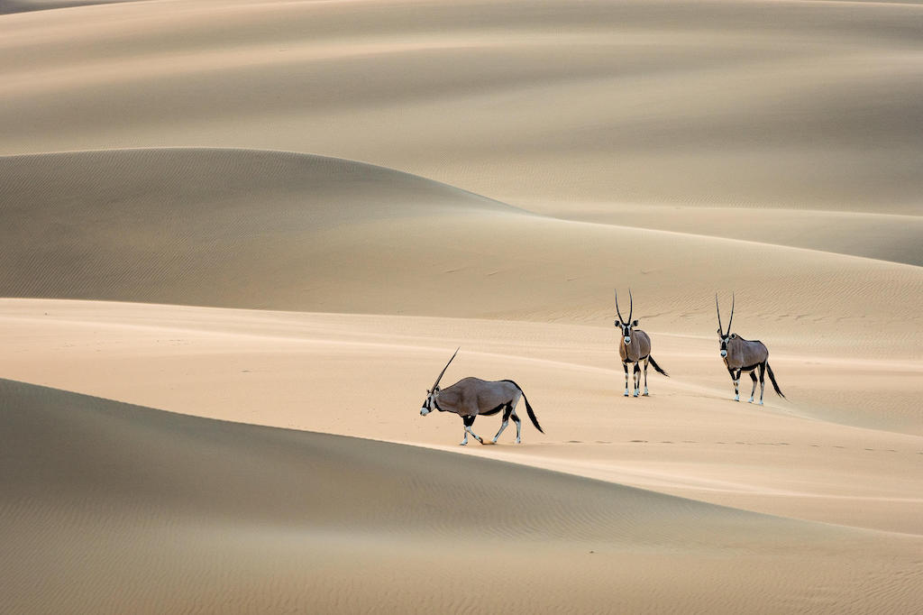 SECRET WILDLIFE