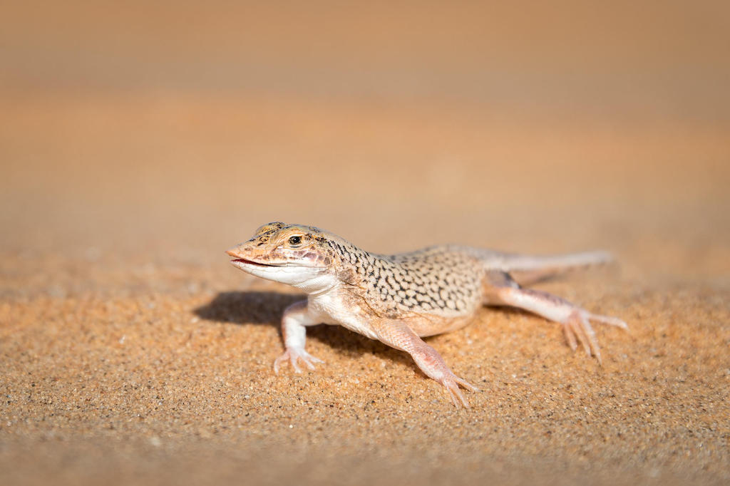 SECRET WILDLIFE