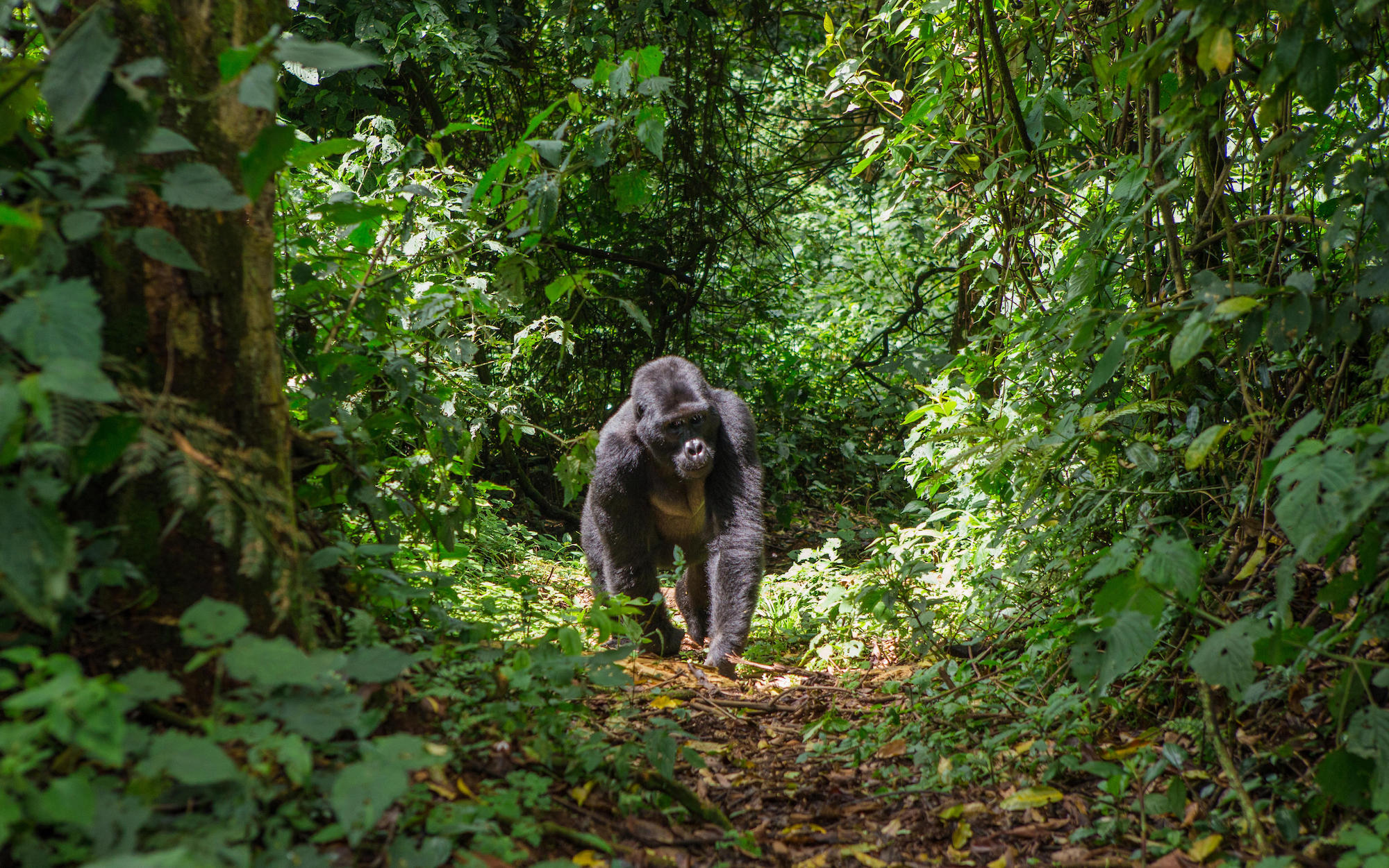 Best Of The Gorillas