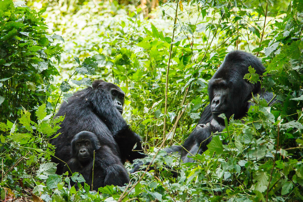 BEST OF THE GORILLAS