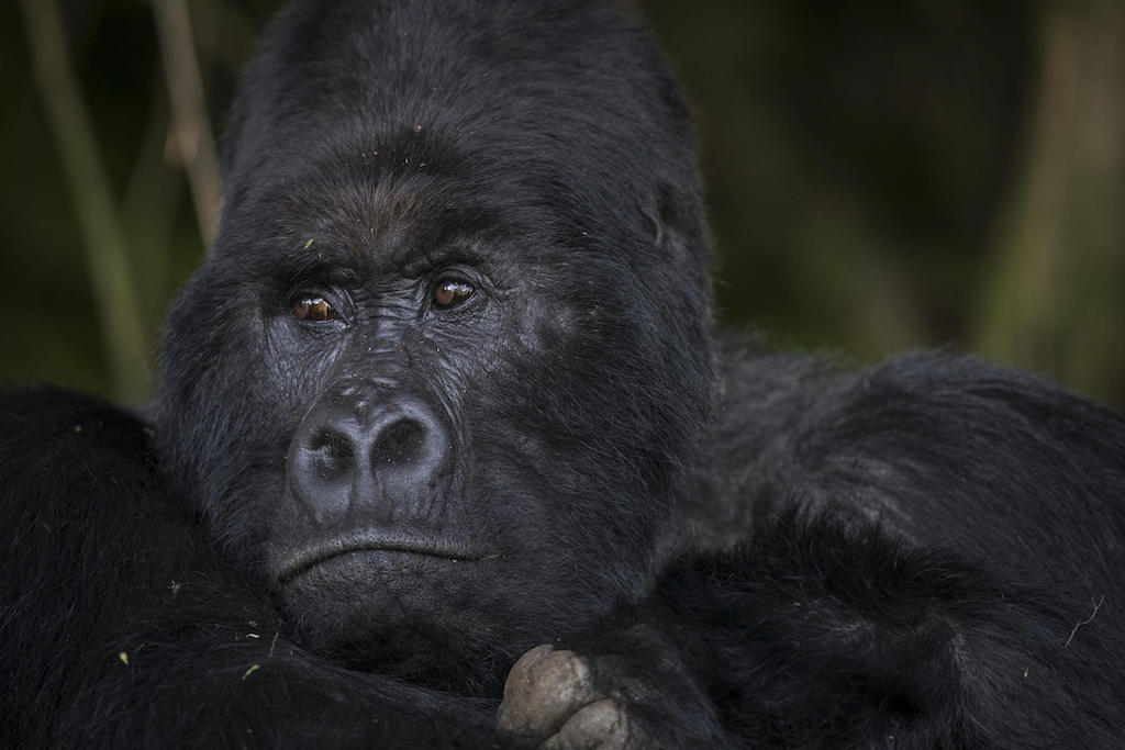 FOCUS ON GORILLAS