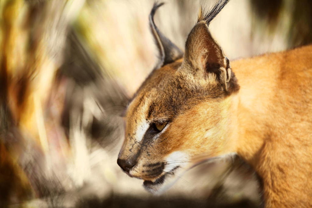 SECRET WILDLIFE