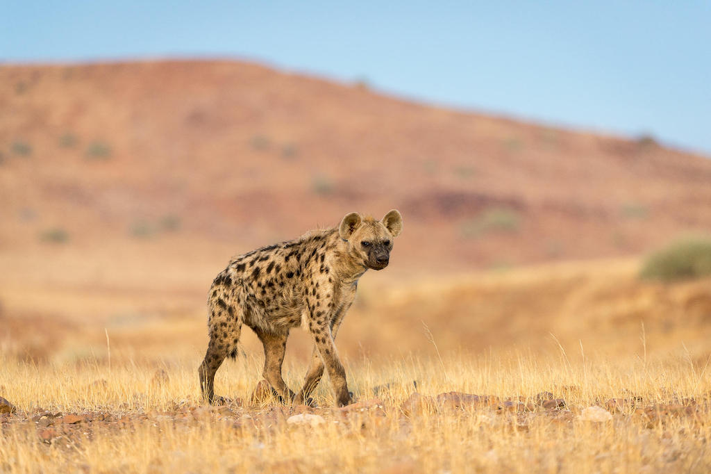 SECRET WILDLIFE