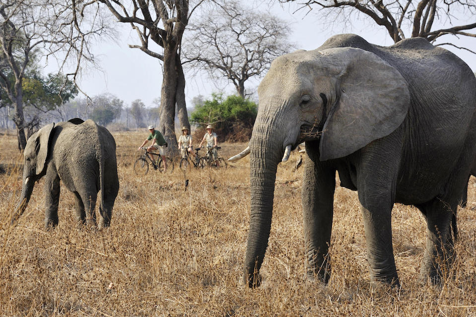 WALKING WITH WILDLIFE