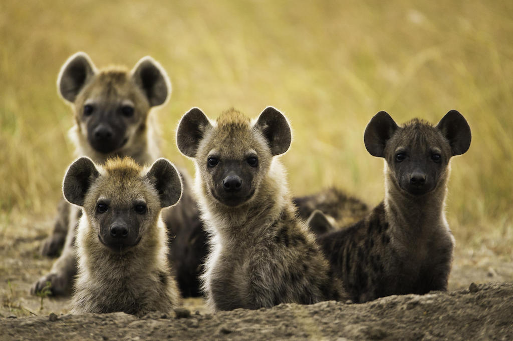 OFFBEAT KENYA