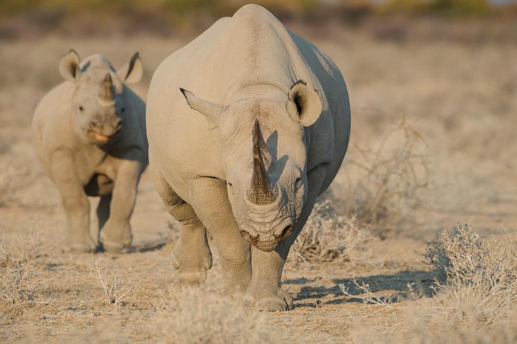 NAMIBIA HIGHLIGHTS