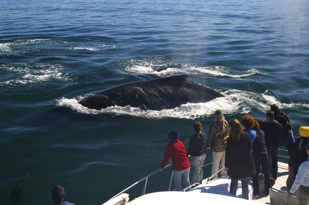 WINE, WHALES AND WILDLIFE