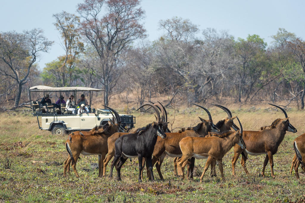 MAGNIFICENT ZAMBIA