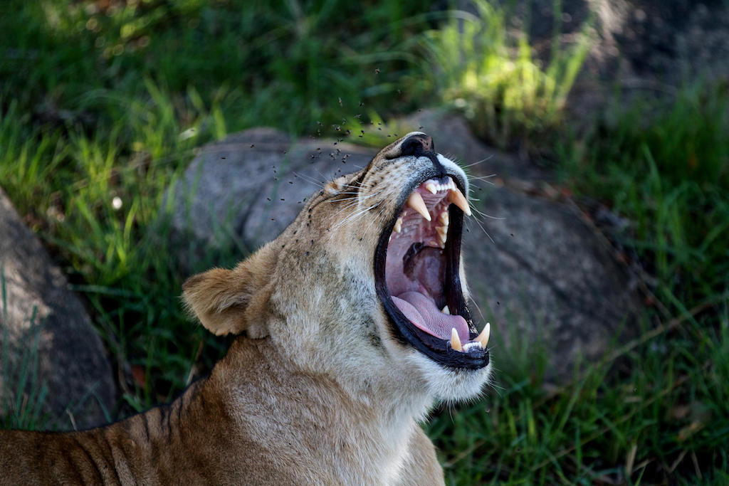 NORTHERN TANZANIA HIGHLIGHTS