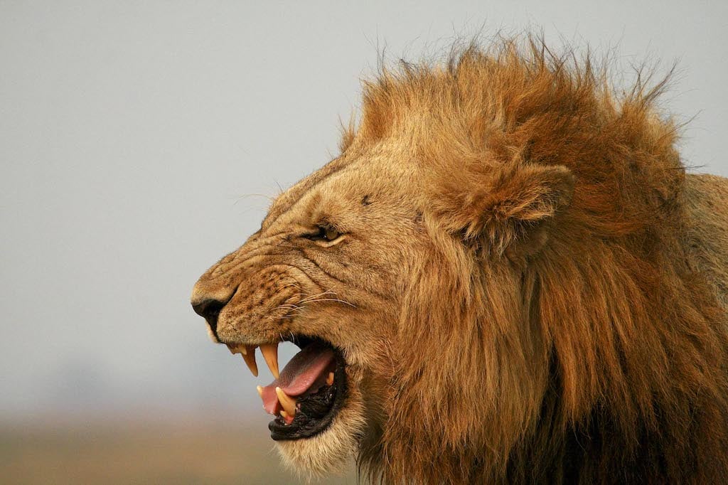 TRULY WILD ZAMBIA