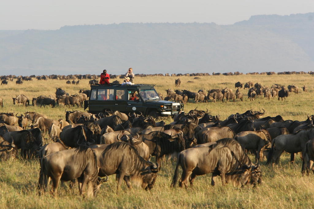 MARA MIGRATION