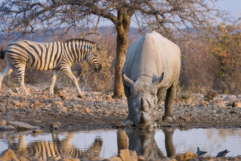 BEST OF ETOSHA