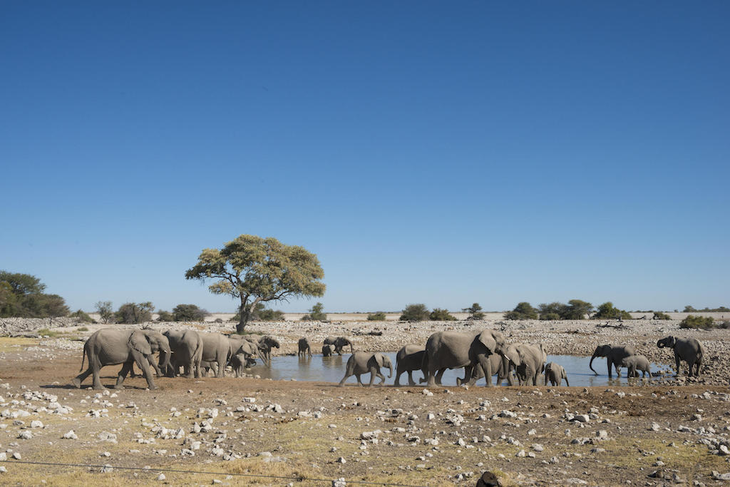 EXTRAORDINARY NAMIBIA