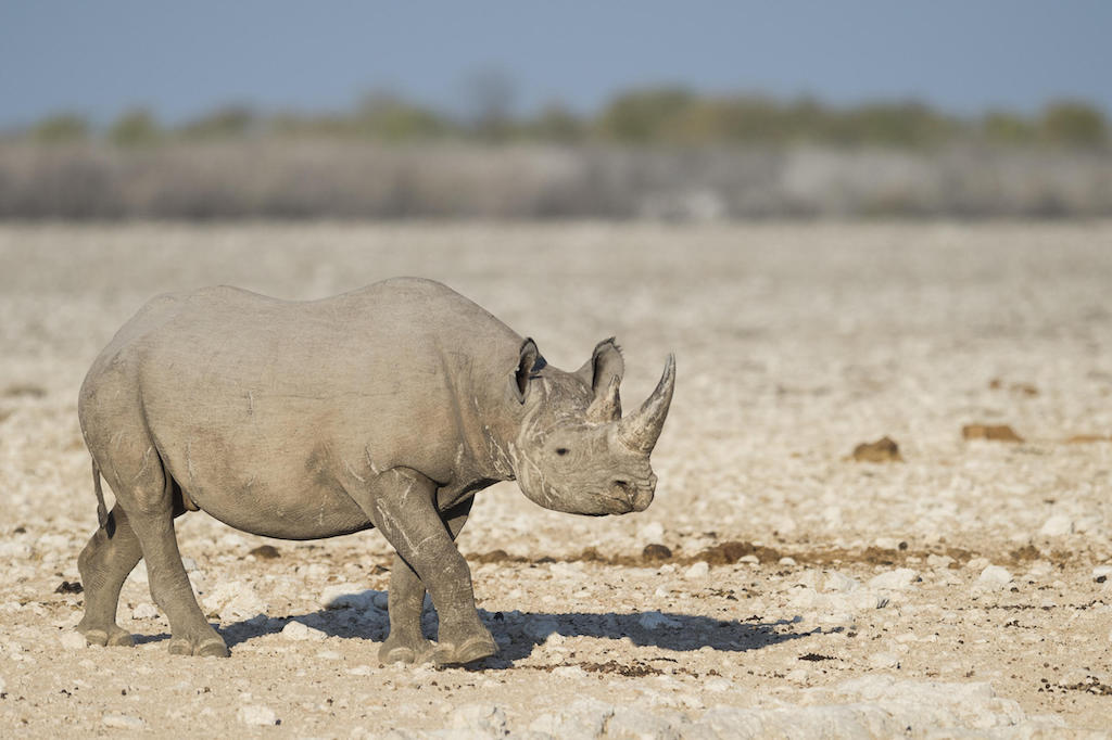 EXTRAORDINARY NAMIBIA