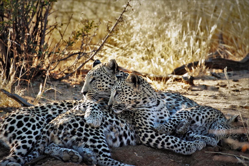 BEST OF ETOSHA
